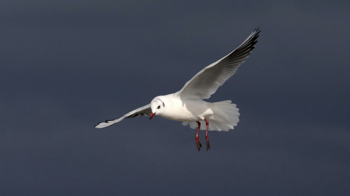 "Izgubili smo prvenstvo, ali ovo je bilo važnije od titule": Fudbaler u Istanbulu oživeo galeba posle udarca lopte