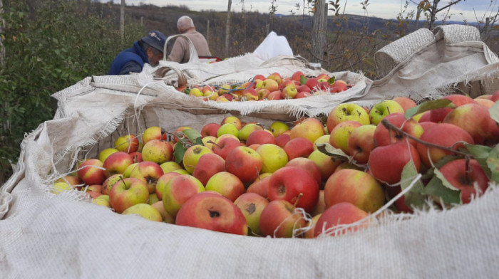 "Kilogram jeftiniji od žvake": Proizvođači jabuke se žale da otkupna cena od pet dinara ne pokriva troškove proizvodnje