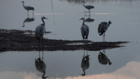 Pomor oko 5.000 ždralova zbog ptičjeg gripa u Izraelu