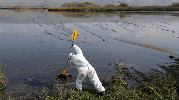 Ptičiji grip stigao u Srbiju: Do sada na lokalitetima uz Tisu pronađeno oko 500 uginulih ždralova