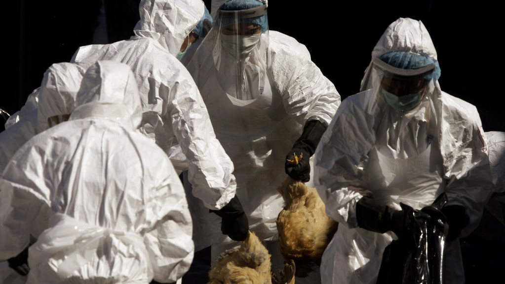U Holandiji otkriven ptičji grip, na odstrelu 170.000 pilića