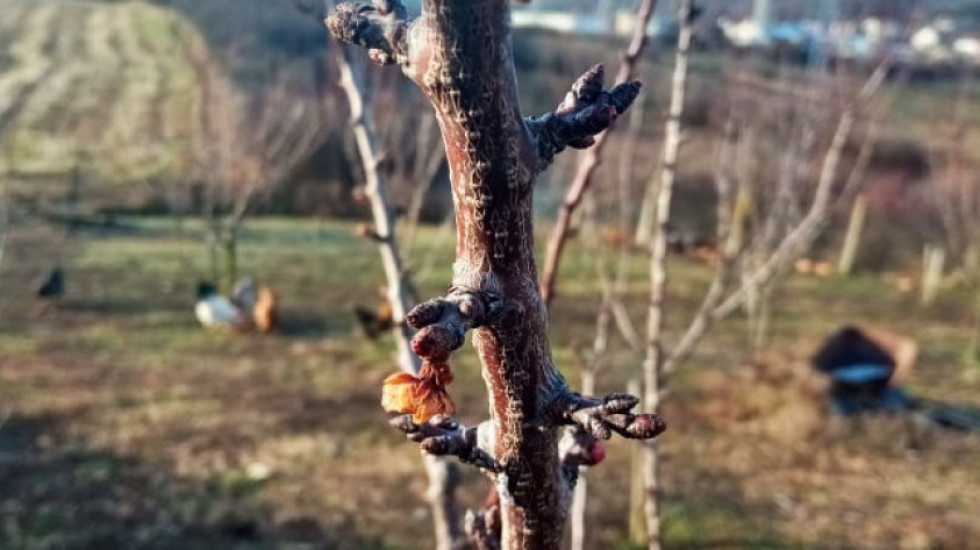 Usred januara u selu Žabari kod Topole procvetale kajsije čeka li nas duga i hladna zima