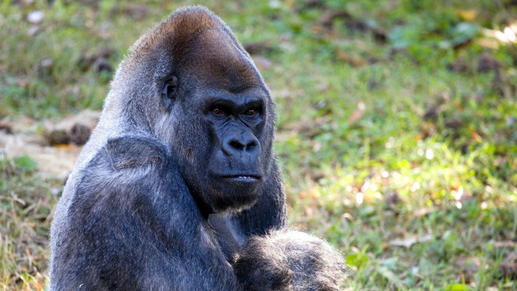 Uginuo najstariji mužjak gorile na svetu