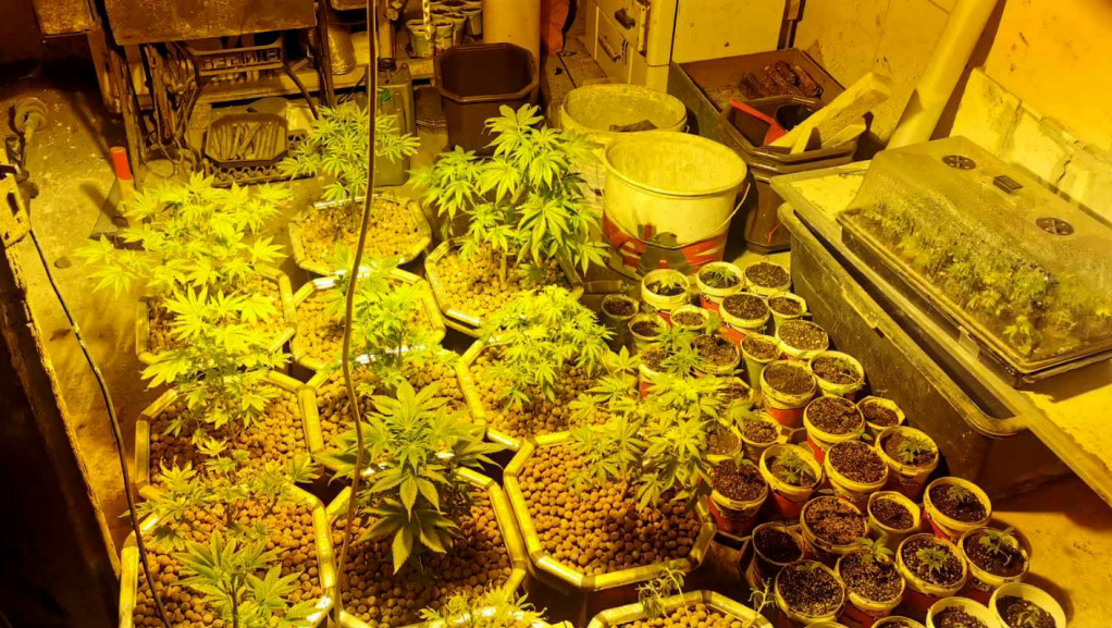 Policija uhapsila Beograđanina, otkrila improvizovanu laboratoriju za marihuanu