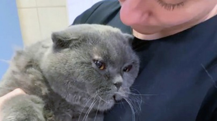 Ukrajinski mačak Broša preživeo "pranje" u veš mašini: "Ne kaže se slučajno da imaju devet života"