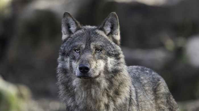 Stanovnici atinskog predgrađa u strahu od agresivnog i "izuzetno velikog" vuka
