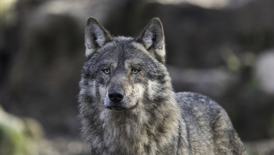 Stanovnici atinskog predgrađa u strahu od agresivnog i "izuzetno velikog" vuka