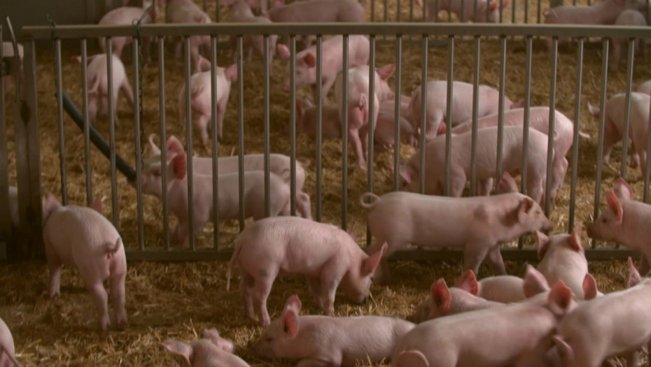 Tanasković: Eutanazirano 19.740 zaraženih svinja