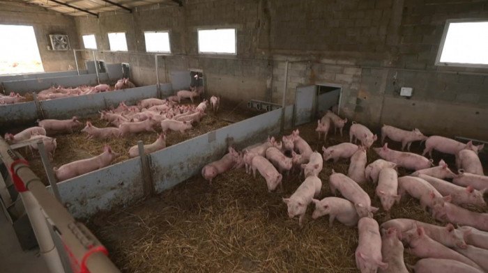 U gazdinstvima gde je registrovana afrička kuga do sada eutanazirano 20.738 svinja
