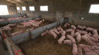 Da li se zatvaraju farme svinja? Srbija od izvoznika postala uvoznik, a cena mesa će nastaviti da raste