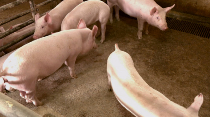Veterinarske službe obavile 290.000 nadzora zbog afričke kuge kod svinja