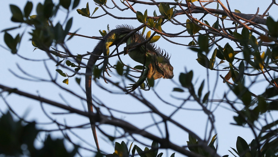 U Majamiju je toliko hladno da smrznute iguane padaju sa drveća