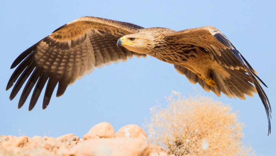 Vrsta orlova koja je gotovo izumrla: U Banatu pronađen novi gnezdeći par orla krstaša