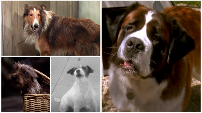 Šest pasa koji su postali velike filmske zvezde i po kojima su brojni ljubimci dobili imena