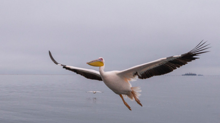 U Srbiji zabeleženo prisustvo netipičnih i retkih ptica, među njima i pelikani