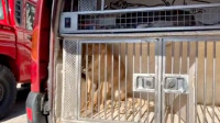 Mladunče lava koje je pronađeno u Budvi u dobrom stanju, smešteno u azil za pse i mačke