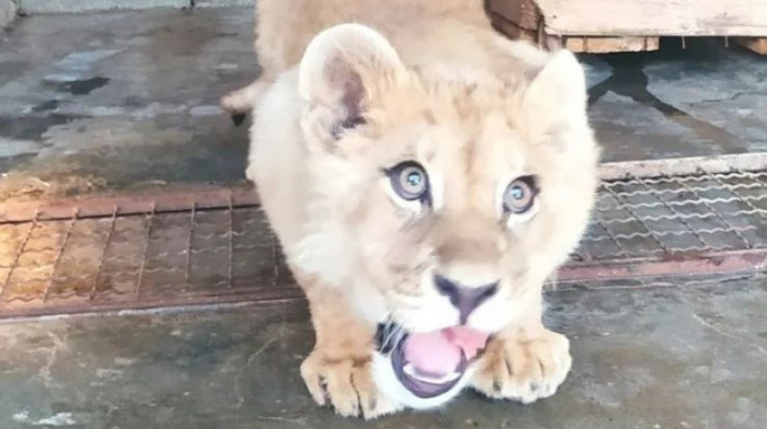 Osumnjičenima za krijumčarenje mladunčeta lava određen pritvor do 30 dana