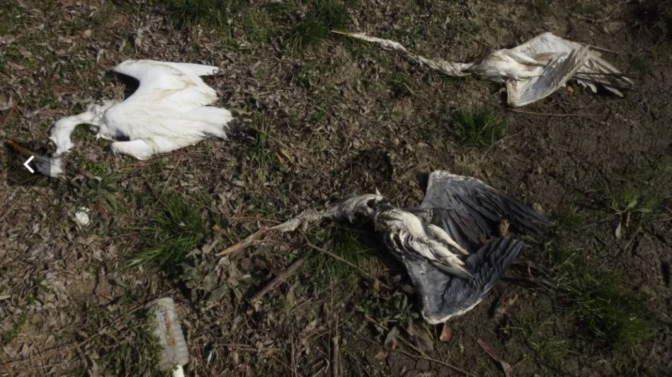 Pronađeno više od 40 mrtvih ptica kod Sutjeske, među njima i zaštićene vrste