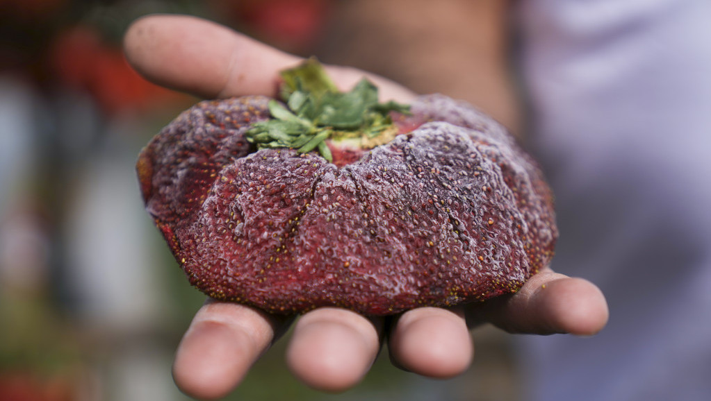 Oboren Ginisov rekord: Najteža jagoda dolazi iz Izraela i teži 289 grama