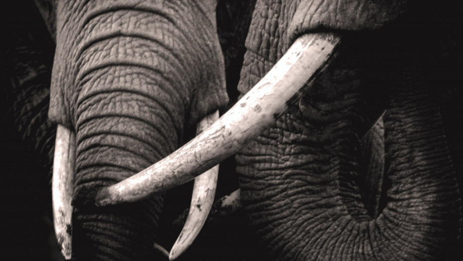 Sud u Ugandi odredio doživotni zatvor za posedovanje slonovače