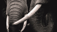 Važan korak naučnika u borbi protiv ilegalne prodaje slonovače: DNK otkriva mape kretanja trgovaca