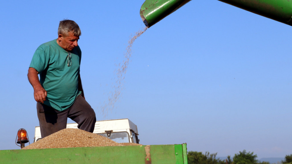 Udruženja poljoprivrednika o otkupnoj ceni pšenice: Ovogodišnji rod mora biti najmanje 50 dinara
