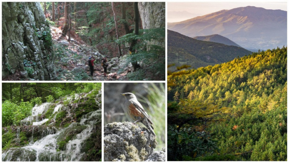 Novi nacionalni park u Srbiji – skriveni biser na istoku: Srpske "prašume" raj za ljubitelje netaknute prirode