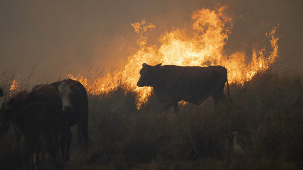 Šumski požari prete životinjama na severoistoku Argentine