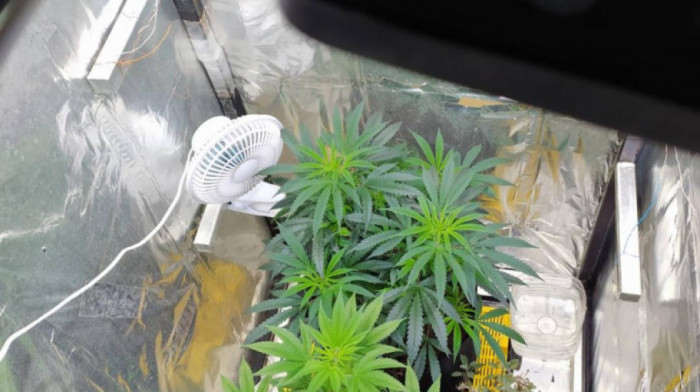 Otkrivena laboratoriju za uzgoj marihuane u Ivanjici: Osumnjičenom određeno zadržavanje
