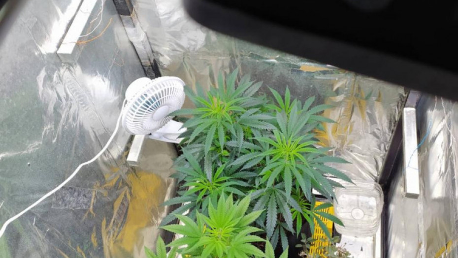 Otkrivena laboratoriju za uzgoj marihuane u Ivanjici: Osumnjičenom određeno zadržavanje