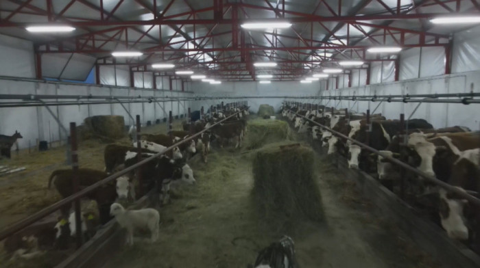 U Hrvatskoj potvrđena kuga malih preživara, sprovode se hitne mere