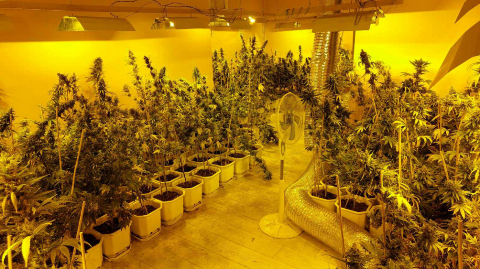 Zaplena droge u Kikindi: Policija u kući osumnjičenog (46) pronašla laboratoriju za uzgoj marihuane