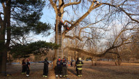 Topla priča iz SAD: Tinejdžer hteo da spasi mačku, pa završio zaglavljen na drvetu, na kraju intervenisali vatrogasci