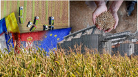 Srbija spušta rampu na izvoz pšenice - ogromna tražnja za žitaricama u Evropi zbog straha od nestašice