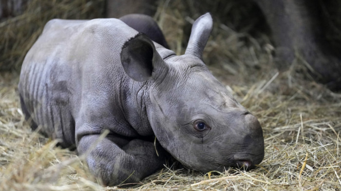Mladunče nosoroga dobilo ime Kijev, u čast opkoljene ukrajinske prestonice