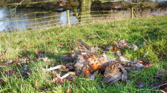 Pomor retkih ptica kod Vršca, sumnja se da su otrovane pesticidom