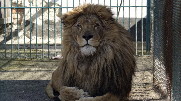 Lav Simba i vuk Akila evakuisani iz ratom razorene Ukrajine: "Zamislite kako je putovati s lavom i vukom u kombiju"