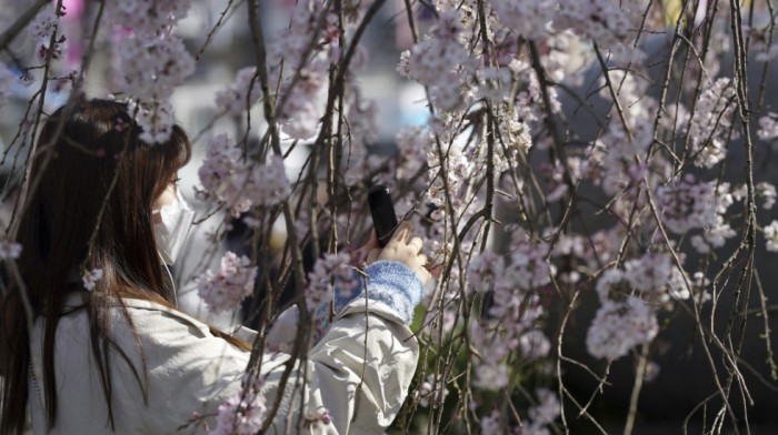 U Japanu otkazan Festival trešnjinog cveta zbog nepristojnih turista