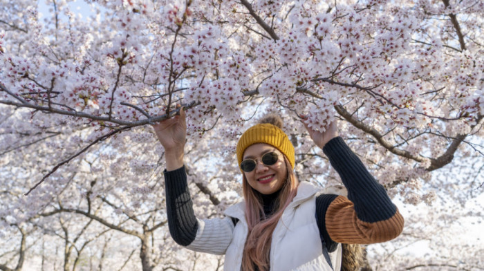 (VIDEO) Širom sveta festivali u čast trešnjinog cveta: Prolećni vatromet, parada i svetlosni prikazi