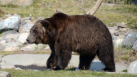 Grizli ubio muškarca u nacionalnom parku Jeloustoun
