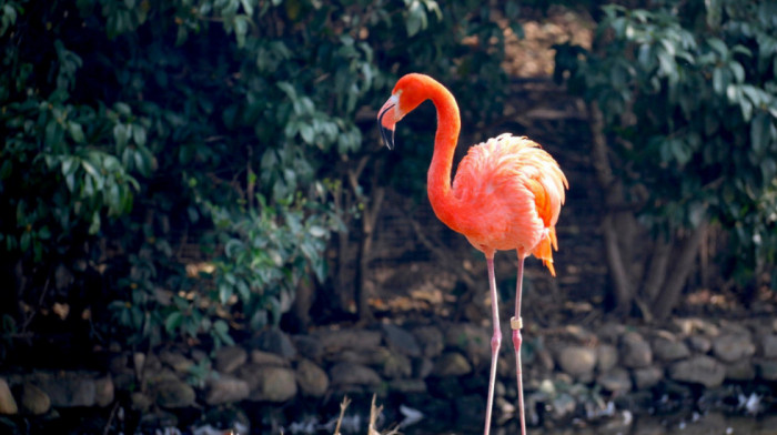 Flamingo koji je 2005. pobegao iz zoološkog vrta pronađen na obali mora u Teksasu (VIDEO)
