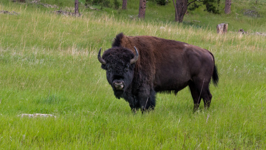 Posle 200 godina bizoni ponovo u Srbiji: Pet jedinki stiglo u Nacionalni park Fruška gora
