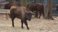 Bizoni čekaju imena - Nacionalni park Fruška gora pozvao građane da glasaju