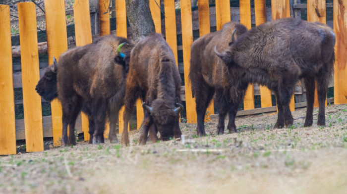 Povratak zaboravljene vrste: Kako su evropski bizoni stigli na Frušku goru