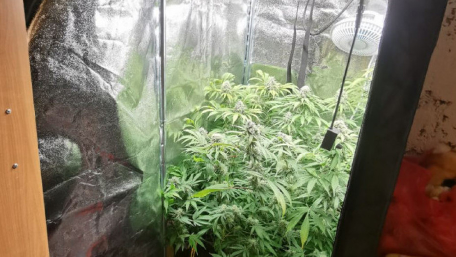 Pronađena ilegalna laboratorija marihuane u Mirijevu