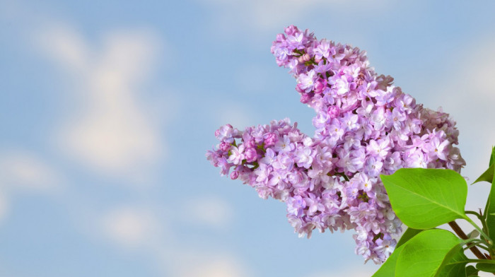 Rusi upozoreni da ne beru jorgovane na javnim površinama da ne bi bili uhapšeni