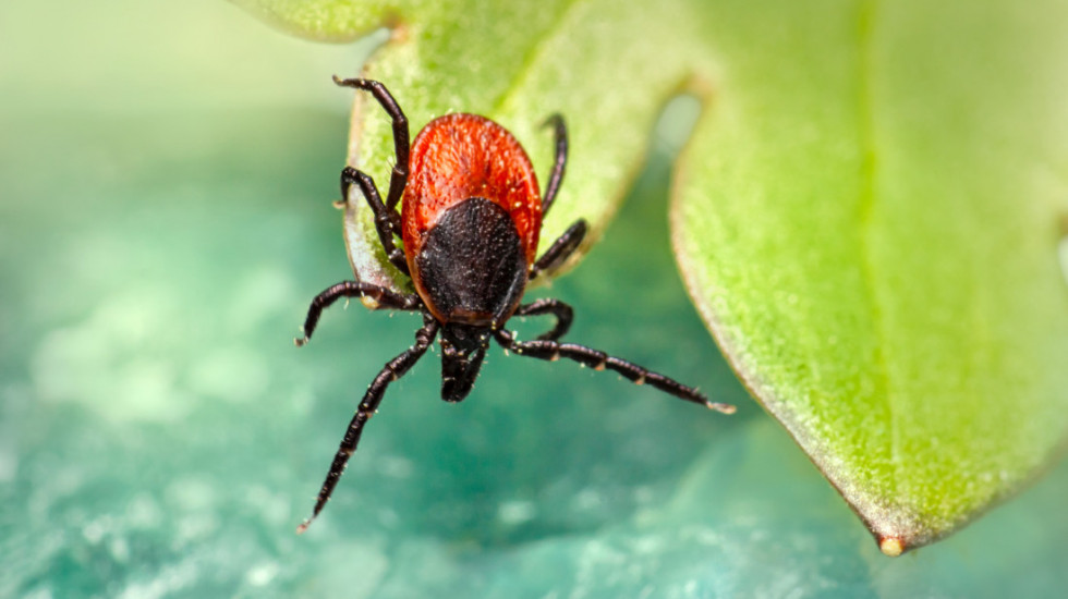 Prvomajski praznici i krpelji: Koji su rizici od ujeda i kako da se zaštitite