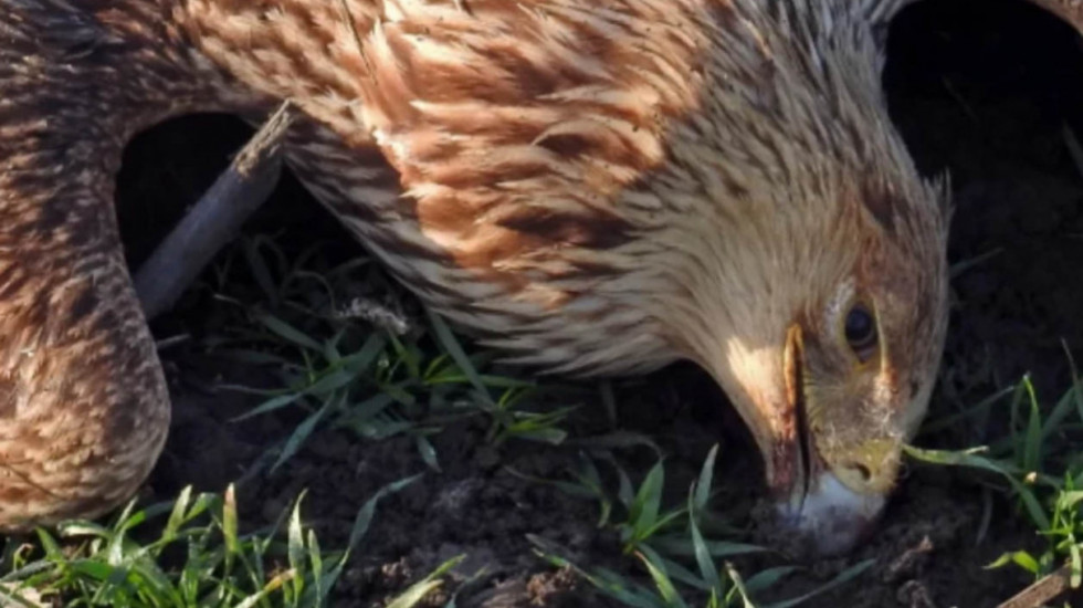 Na Dan zaštite prirode u Srbiji otrovana ptica sa nacionalnog grba, stručnjaci tvrde: Trovanje životinja gorući problem