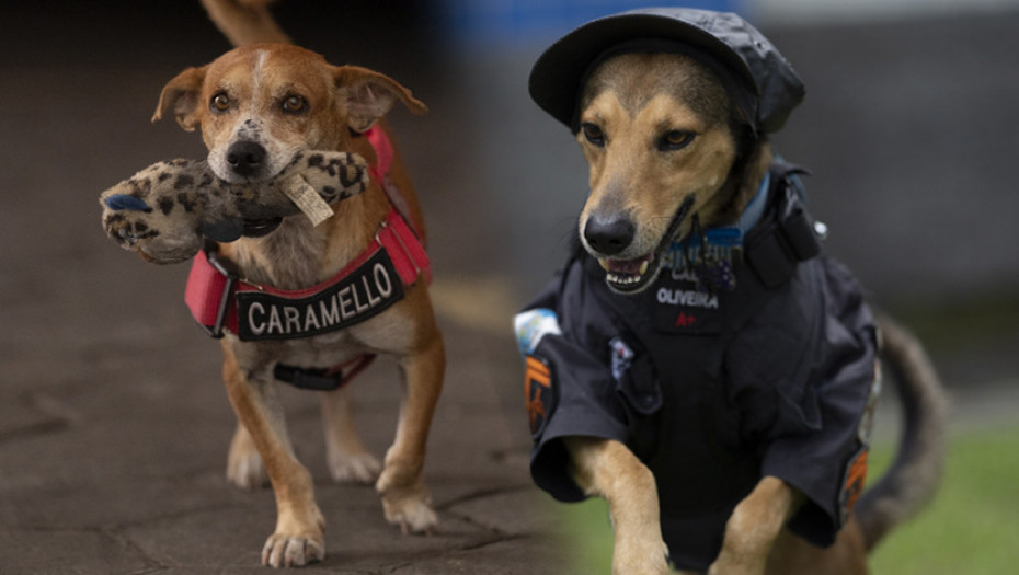 Kako su pas vatrogasac i pas policajac postali influenseri: Spaseni s ulice danas u uniformama pomažu svojim spasiocima