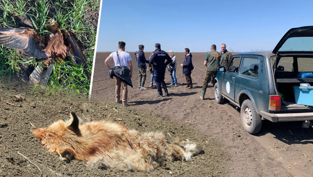 Više od 20 mrtvih životinja u blizini Kikinde, tužilac čeka rezultate analize
